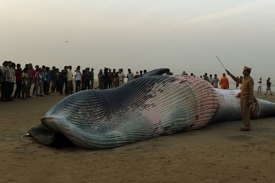 whale juhu